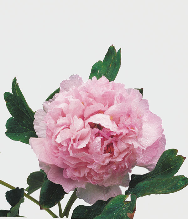 Pensieri Blu - peonia suffruticosa rosa | Centro Botanico Moutan